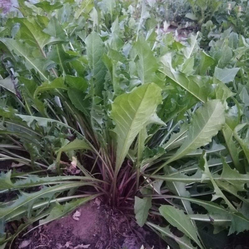 蒲公英花种子野菜婆婆丁种植药用种子四季播种年生种食用野
