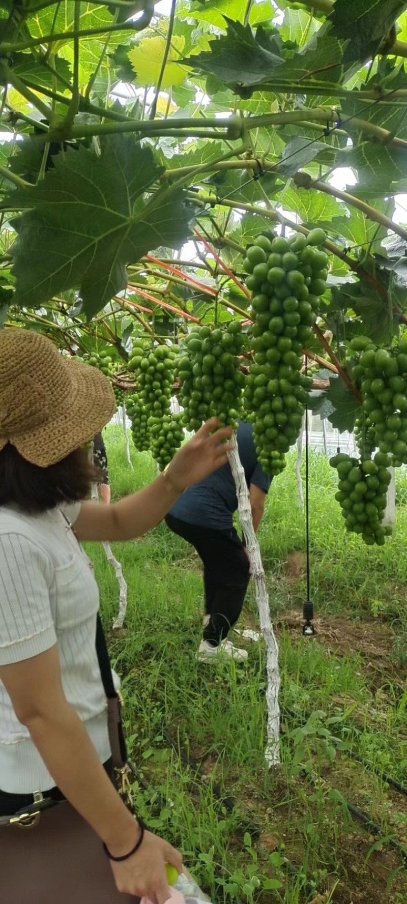 阳光玫瑰大量上市产地发货量大从优欢迎来电
