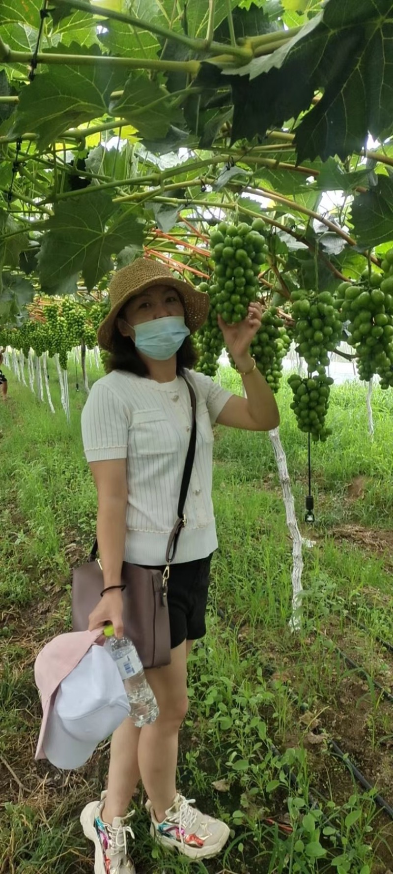 阳光玫瑰大量上市产地发货量大从优欢迎来电