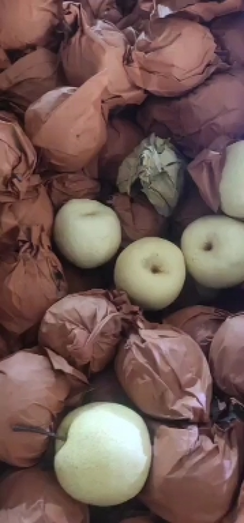 陕西酥梨，皮薄核小，全母梨，需要的老板随时联系我