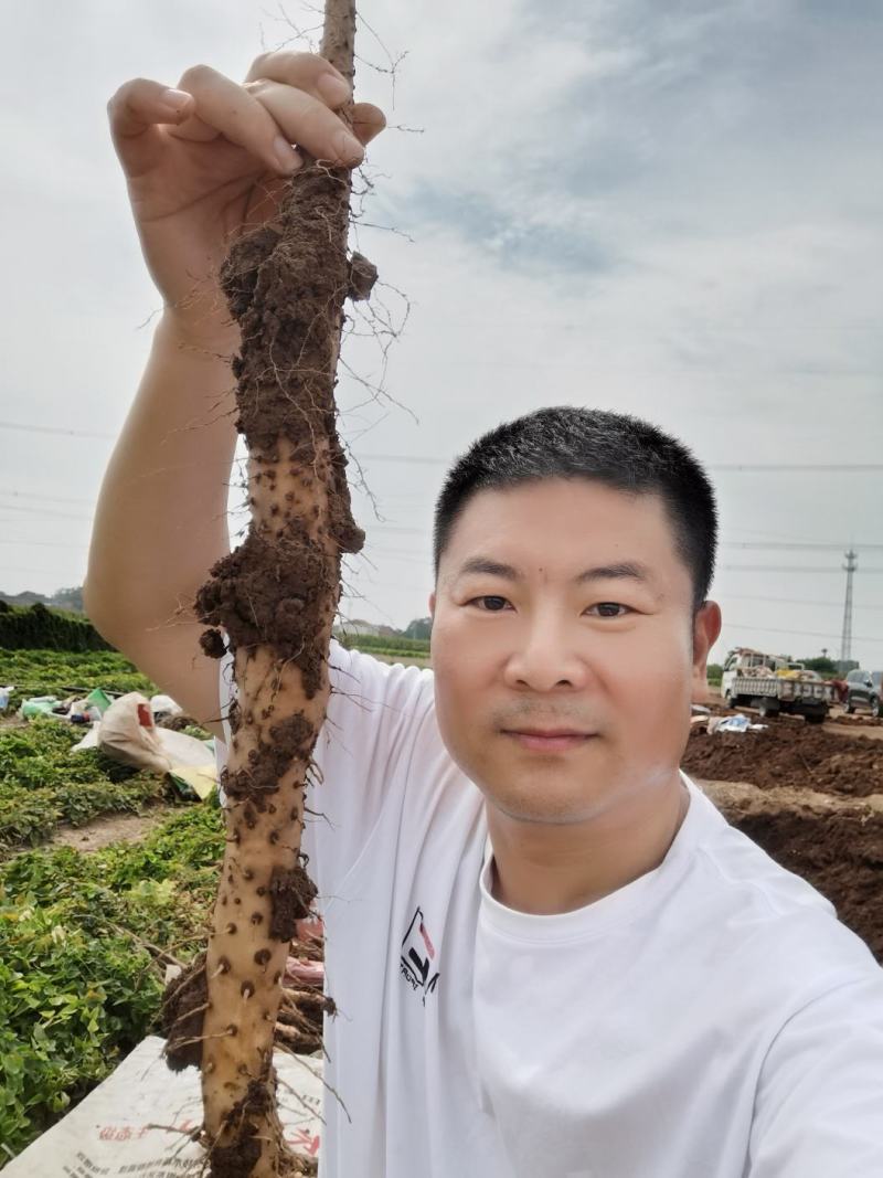正宗温县垆土地铁棍山药