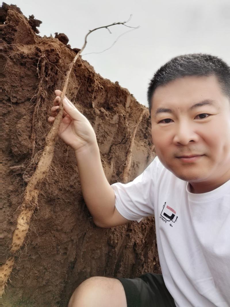 正宗温县垆土地铁棍山药