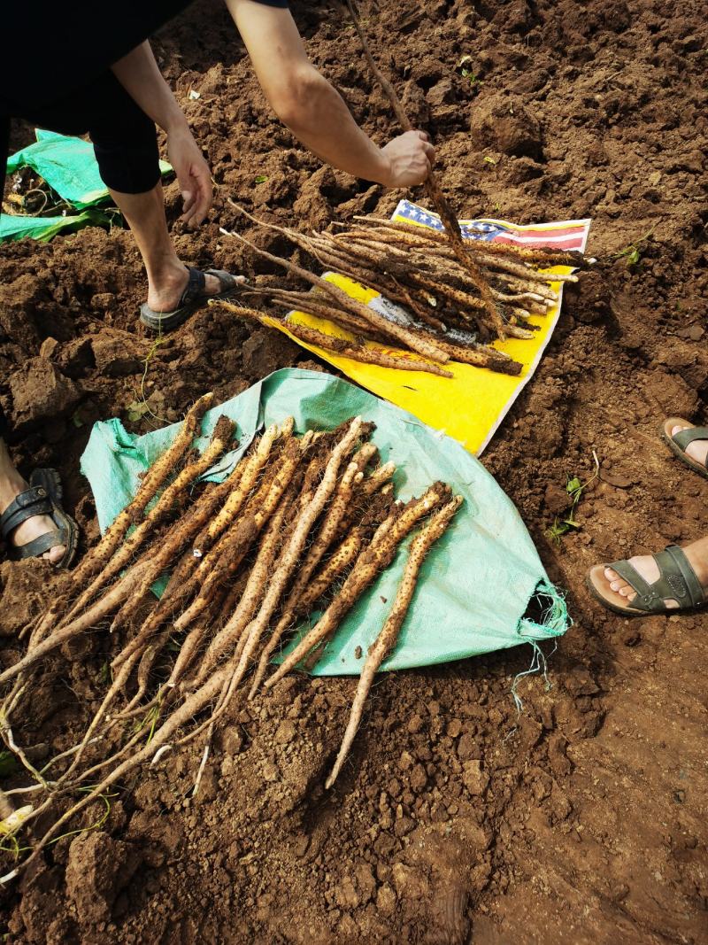 正宗温县垆土地铁棍山药