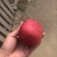 富士苹果，五六毛，质量好无坏果，欢迎电商市场，可一件代发