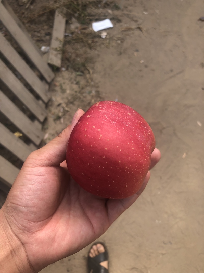 富士苹果，五六毛，质量好无坏果，欢迎电商市场，可一件代发