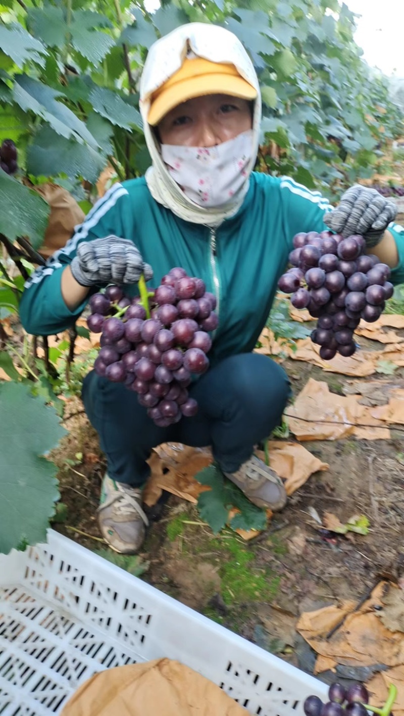 巨峰葡萄大量上市产地发货量大从优欢迎来电