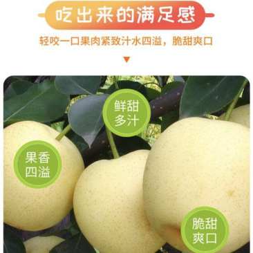 精品河北皇冠梨，低价热销，产地批发，可加工可一件代发来电