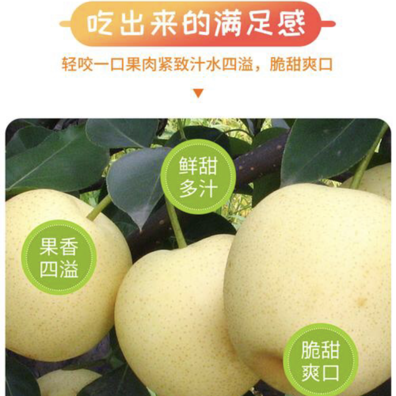 精品河北皇冠梨，低价热销，产地批发，可加工可一件代发来电