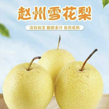 赵县雪花梨，产地直采价格便宜，海量货源常年供应可一件代发