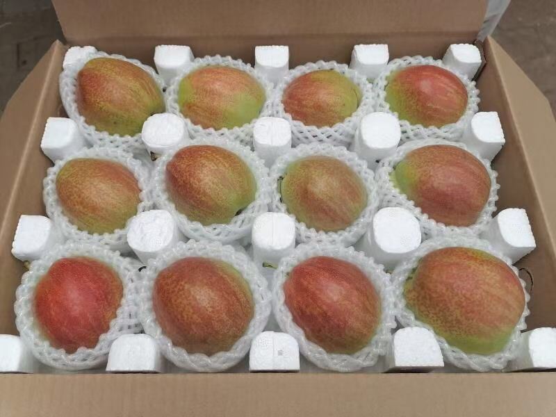 赵县雪花梨，产地直采价格便宜，海量货源常年供应可一件代发