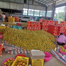 广西柿子脆柿新鲜水果甜脆好吃大量上市原产地广西桂林脆柿