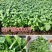 大叶荆芥薄荷种子猫薄荷美国薄荷大叶荆芥种子野菜荆芥种籽
