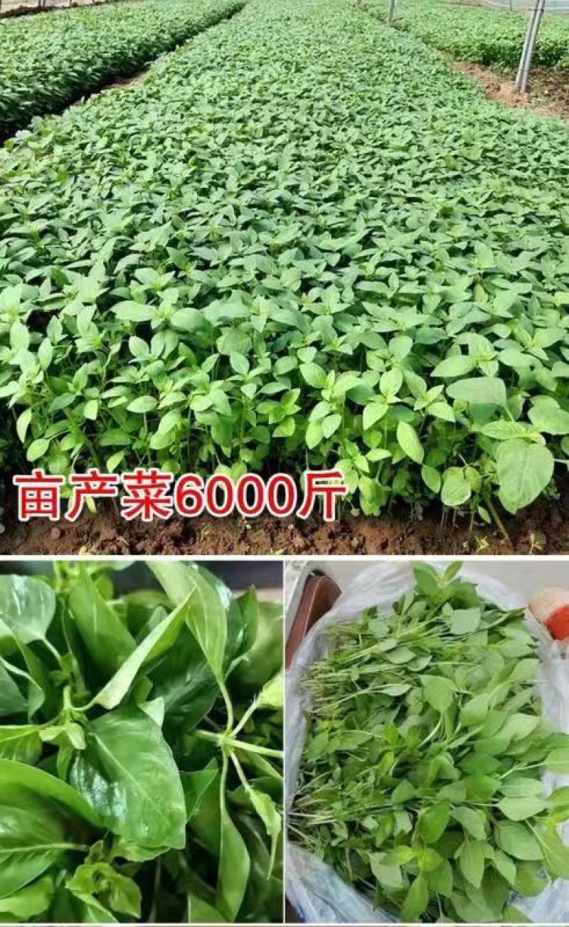 大叶荆芥薄荷种子猫薄荷美国薄荷大叶荆芥种子野菜荆芥种籽