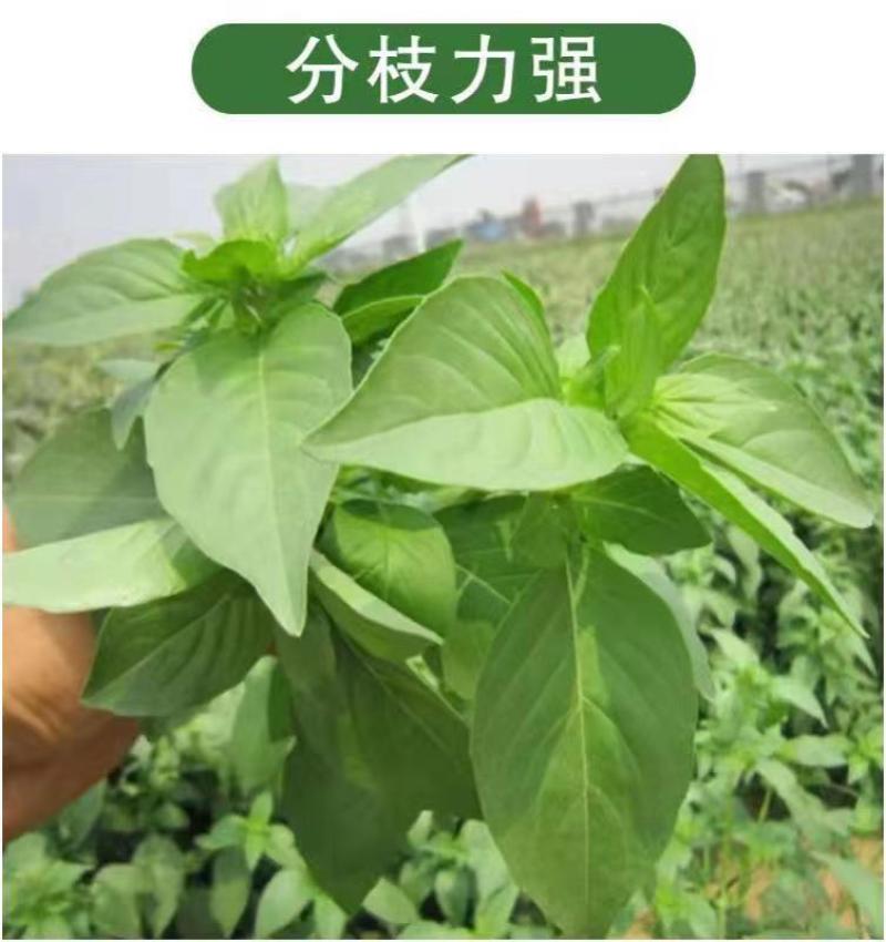 大叶荆芥薄荷种子猫薄荷美国薄荷大叶荆芥种子野菜荆芥种籽