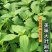 大叶荆芥薄荷种子猫薄荷美国薄荷大叶荆芥种子野菜荆芥种籽