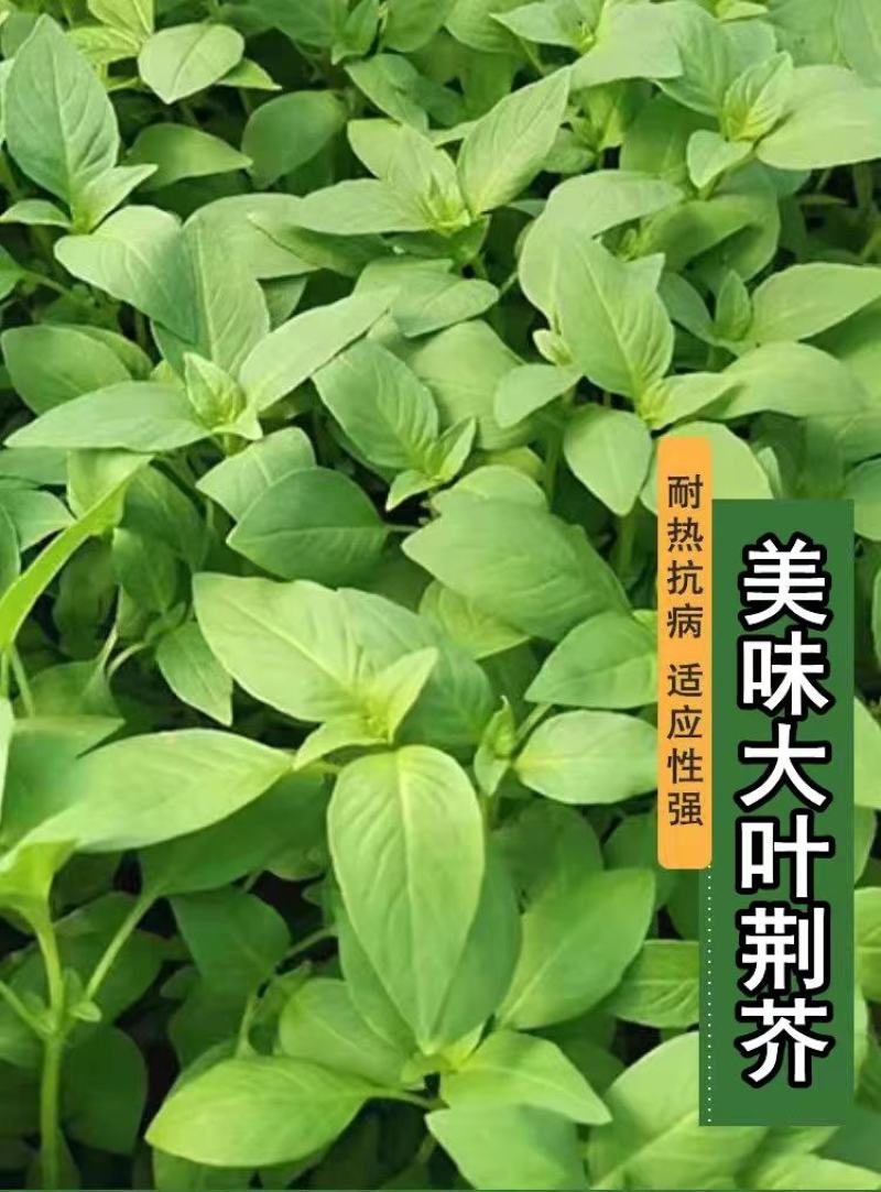 大叶荆芥薄荷种子猫薄荷美国薄荷大叶荆芥种子野菜荆芥种籽
