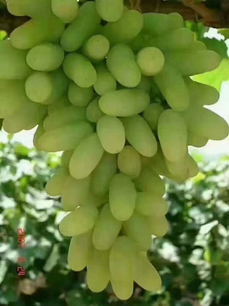 本人代收各种葡萄，红提，白码奶，做酒葡萄，