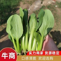 精品油菜，上海青，产地直发，大量上市中，价格优惠