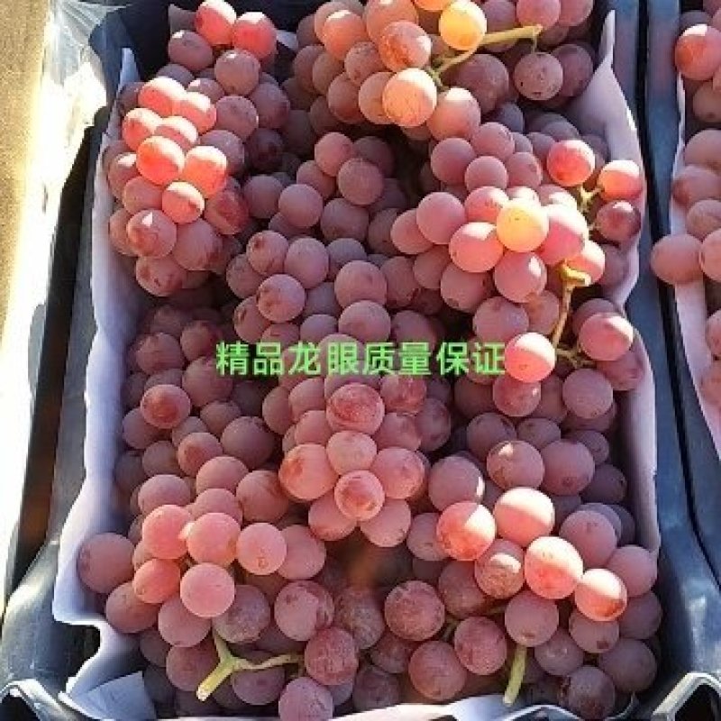 河北龙眼葡萄，基地直供，酿酒鲜食供酒厂果汁饮料厂优选品种