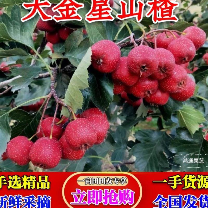 山东大金星，临沂山楂〔热卖中〕大金星山楂，甜红子，大五凌