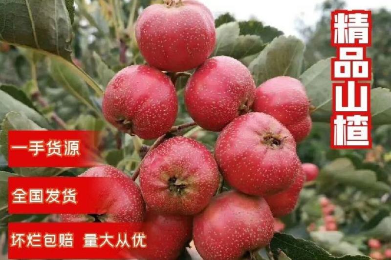 山东大金星，临沂山楂〔热卖中〕大金星山楂，甜红子，大五凌