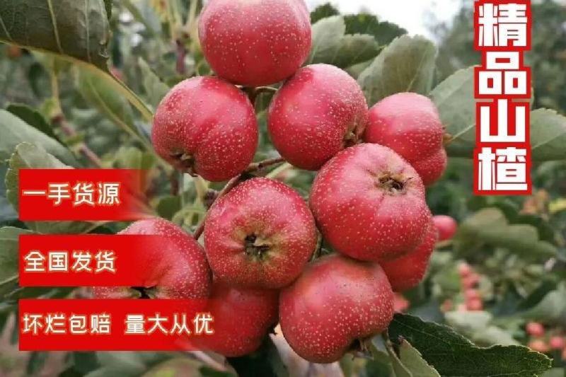 山东大金星，临沂山楂〔热卖中〕大金星山楂，甜红子，大五凌