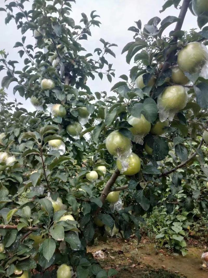 青森苹果，明月水蜜桃苹果，青岛基地现摘现发，汁甜味美