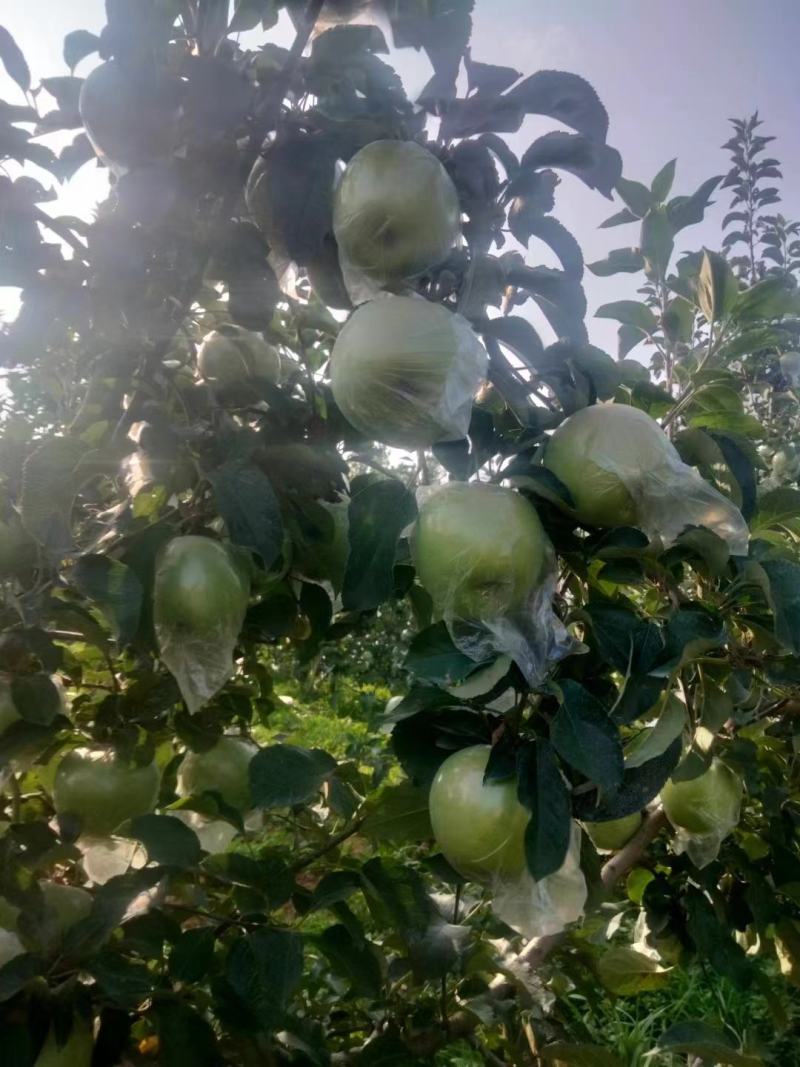 青森苹果，明月水蜜桃苹果，青岛基地现摘现发，汁甜味美