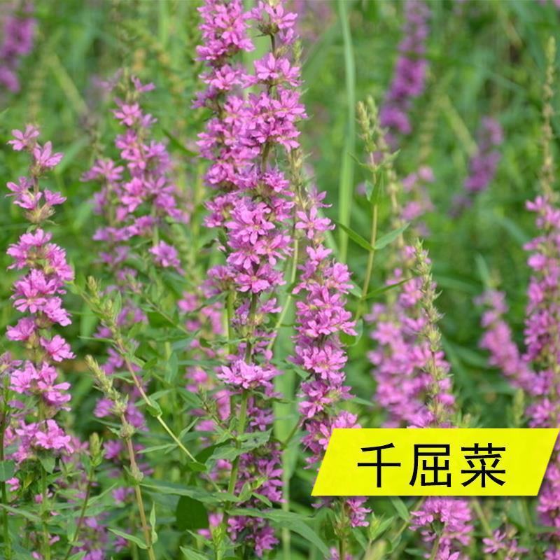 千屈菜种子水生植物花卉花海种子草花种子景观绿化耐湿多年生