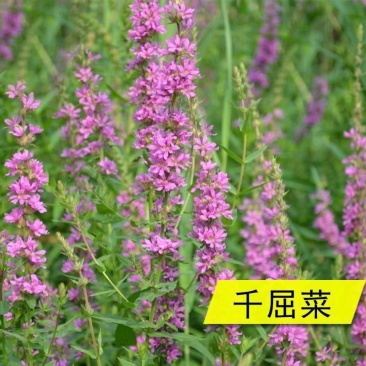 千屈菜种子水生植物花卉花海种子草花种子景观绿化耐湿多年生