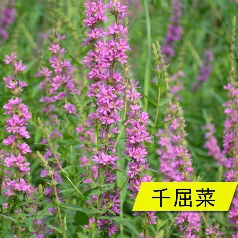 千屈菜种子水生植物花卉花海种子草花种子景观绿化耐湿多年生