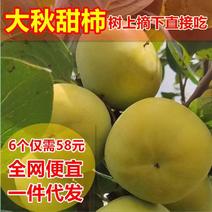 太秋甜柿大秋甜柿果日本甜柿子全国招代理一件广西桂林