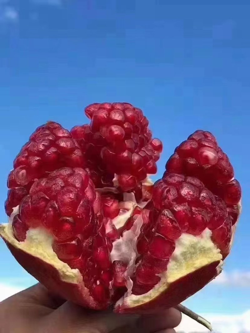 突尼斯软籽石榴