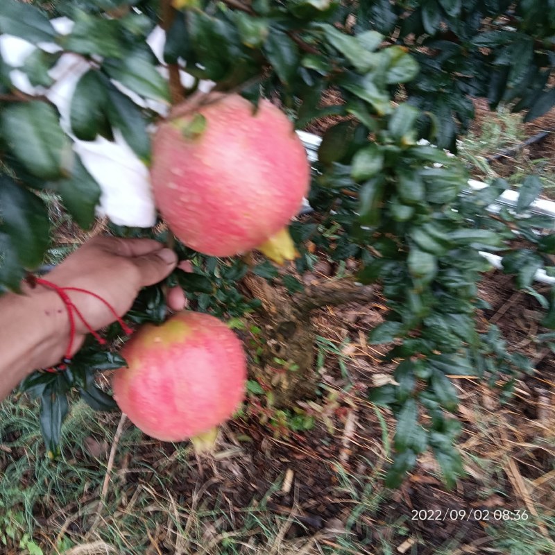 突尼斯软籽石榴