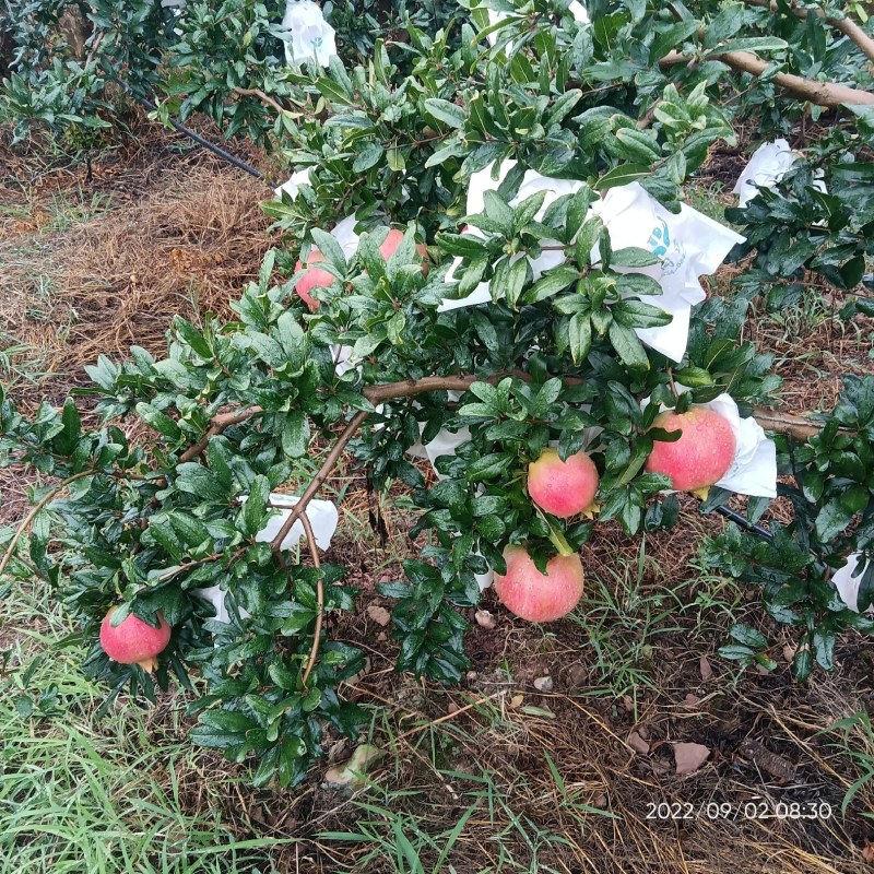 突尼斯软籽石榴
