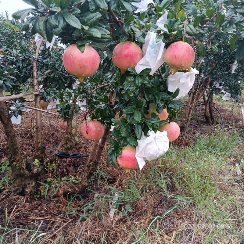 突尼斯软籽石榴