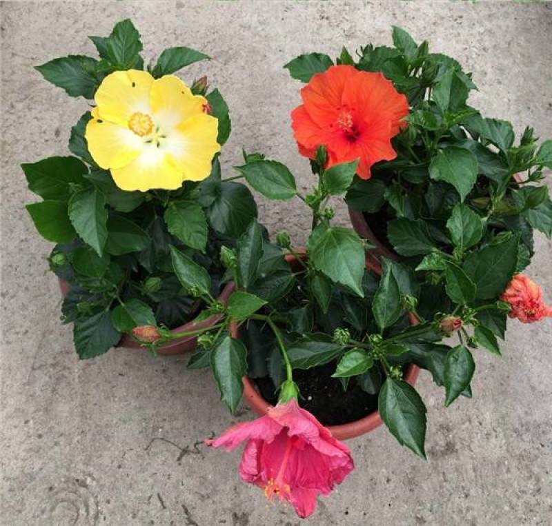 扶桑花苗重瓣木槿花树苗四季好养反复开花朱瑾花苗红色朱瑾