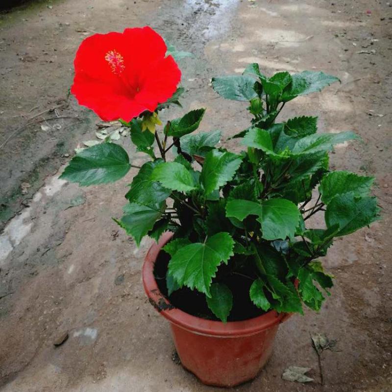 扶桑花苗重瓣木槿花树苗四季好养反复开花朱瑾花苗红色朱瑾