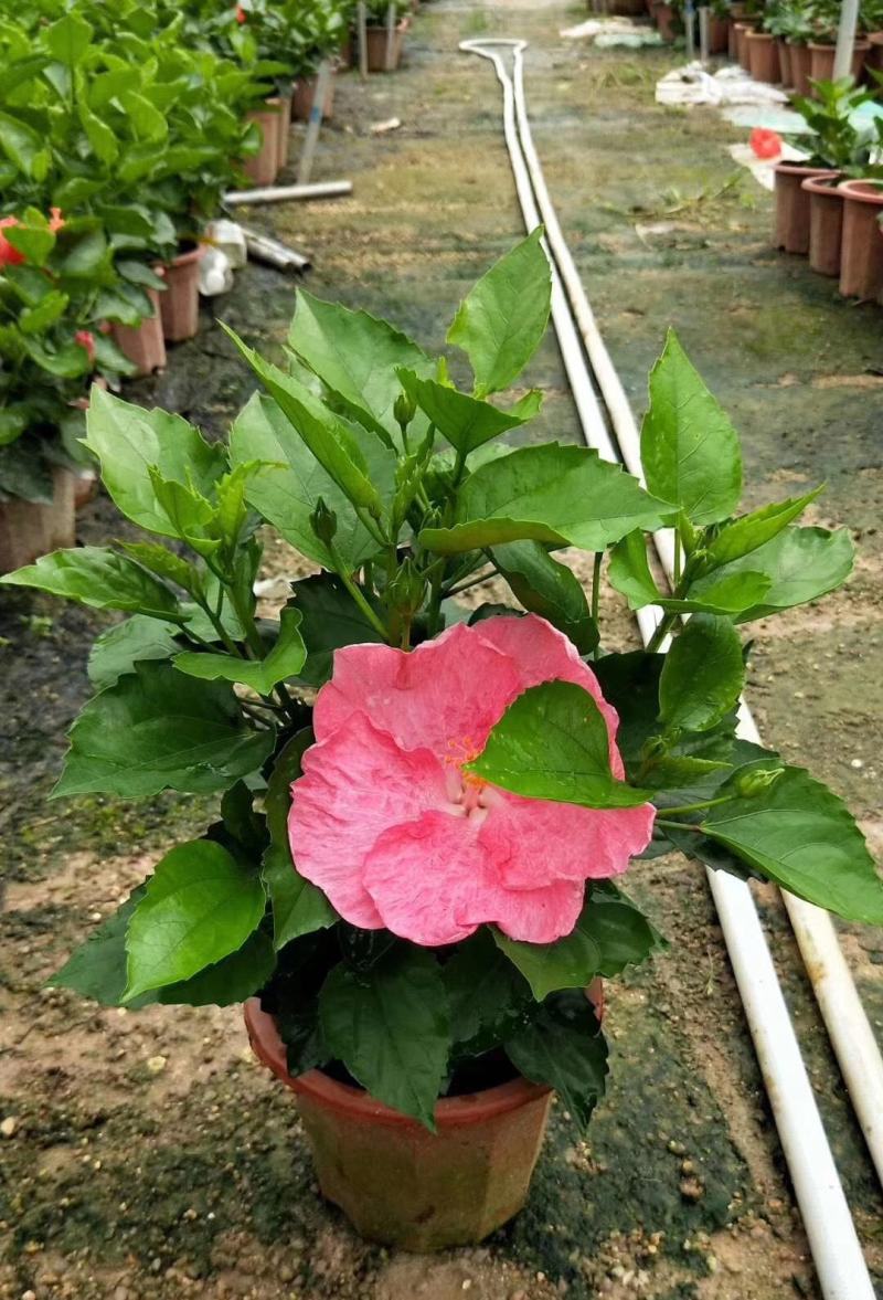 扶桑花苗重瓣木槿花树苗四季好养反复开花朱瑾花苗红色朱瑾
