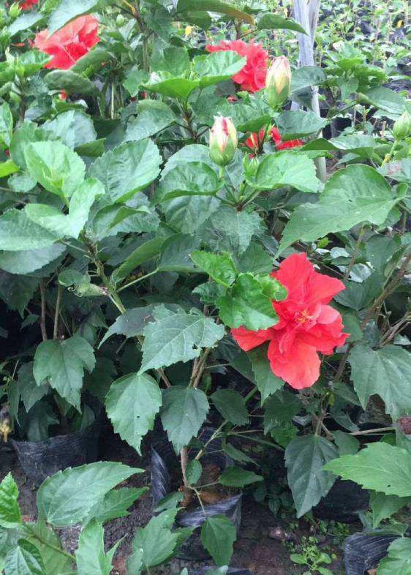扶桑花苗重瓣木槿花树苗四季好养反复开花朱瑾花苗红色朱瑾