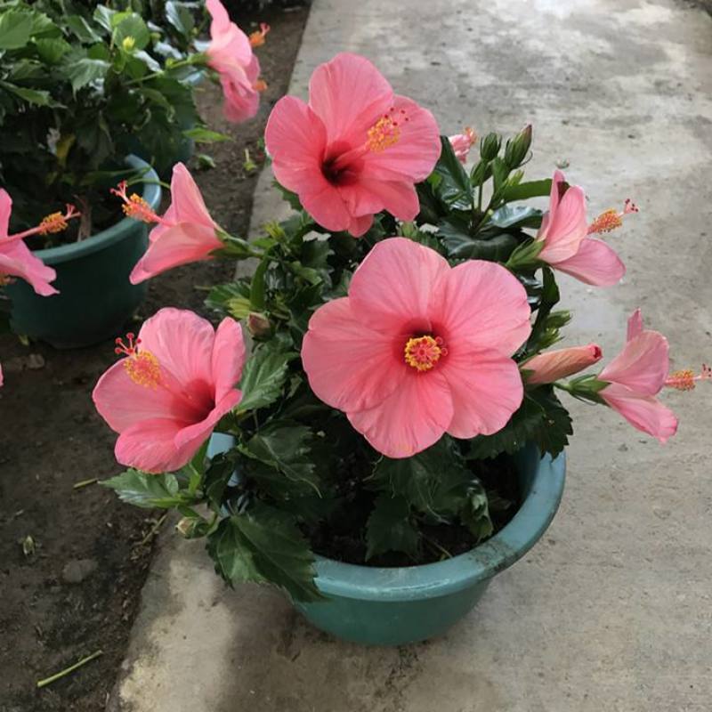 扶桑花苗重瓣木槿花树苗四季好养反复开花朱瑾花苗红色朱瑾