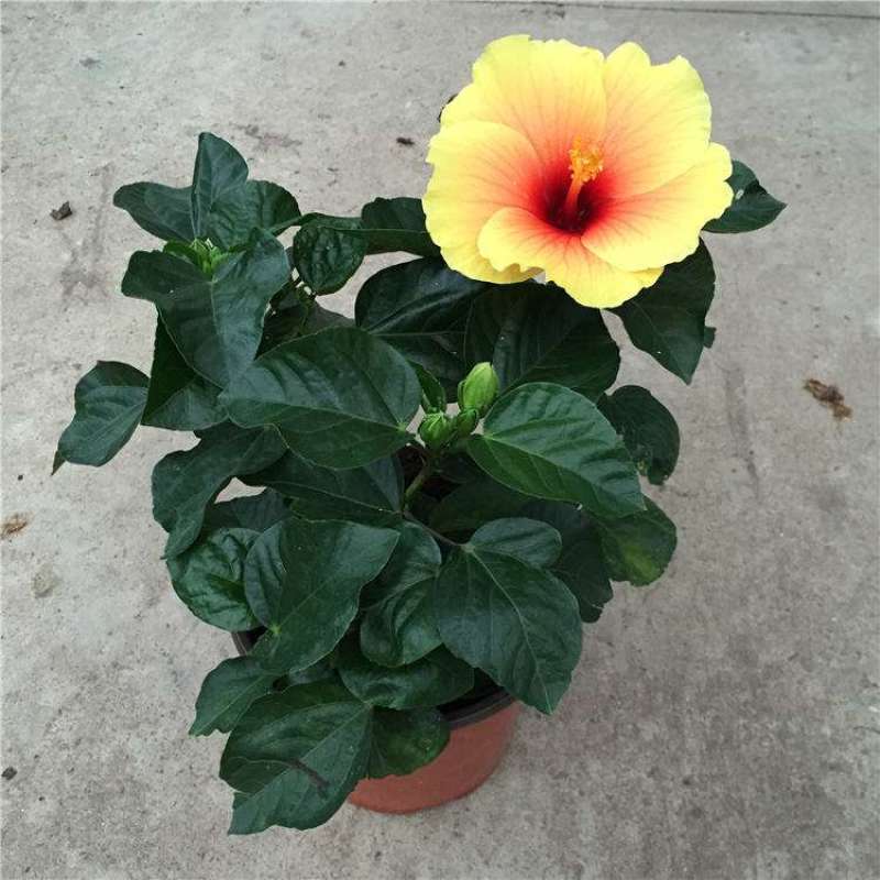 扶桑花苗重瓣木槿花树苗四季好养反复开花朱瑾花苗红色朱瑾