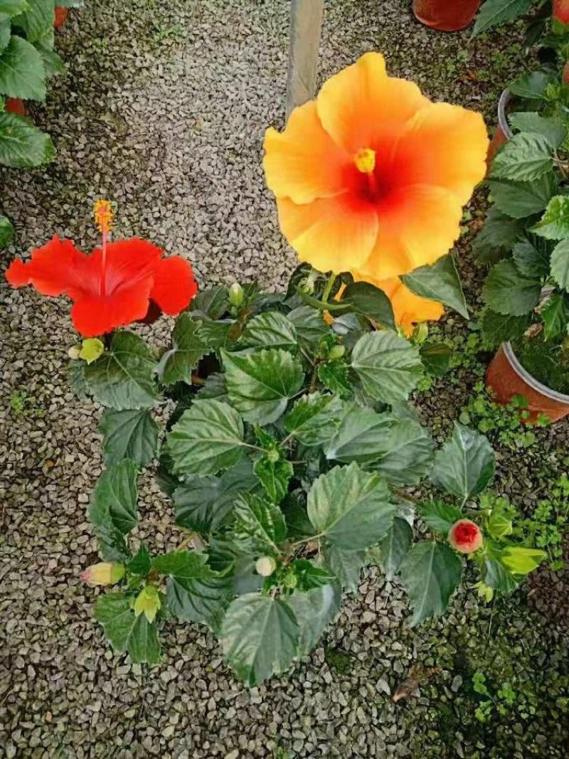 扶桑花苗重瓣木槿花树苗四季好养反复开花朱瑾花苗红色朱瑾