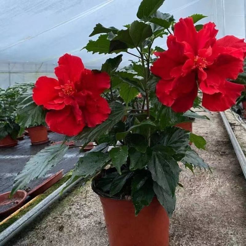 扶桑花苗重瓣木槿花树苗四季好养反复开花朱瑾花苗红色朱瑾