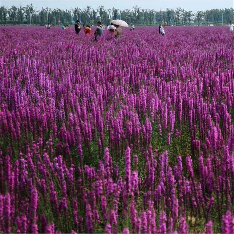 千屈菜种子水生植物花卉花海种子草花种子景观绿化耐湿多年生