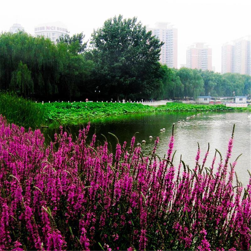 千屈菜种子水生植物花卉花海种子草花种子景观绿化耐湿多年生