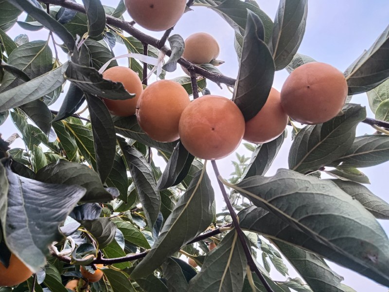 火葫芦柿子正在热销开始预订园子欢迎新老客户抢购
