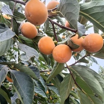 火葫芦柿子正在热销开始预订园子欢迎新老客户抢购