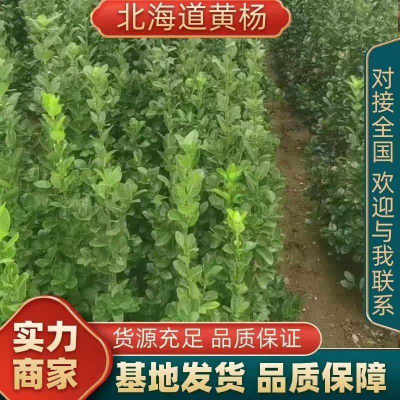 黄杨苗绿化苗北海道黄杨万亩苗圃基地直发