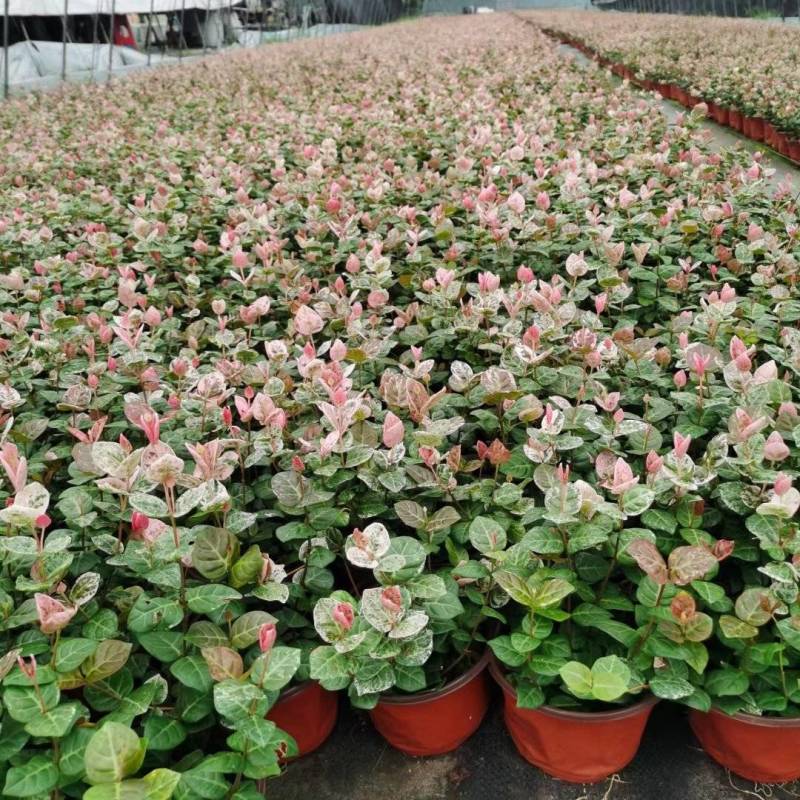花叶络石/花叶蔓基地常年大量供应
